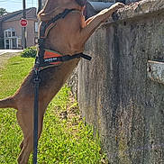Tania a rejoint le concours — aidez-le/la à gagner de superbes lots ! animal, building, canine, curious, daytime, dog, fence, grass, leash, nature, outdoor, pet, shadow, side_view, sky, stone_wall, stop_sign, street, sunlight, urban