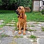 dog, bloodhound, outdoor, garden, grass, patio, stone, shed, tree, bush, greenery, canine, pet, animal, leaves, nature, summer, daytime, sitting, quiet