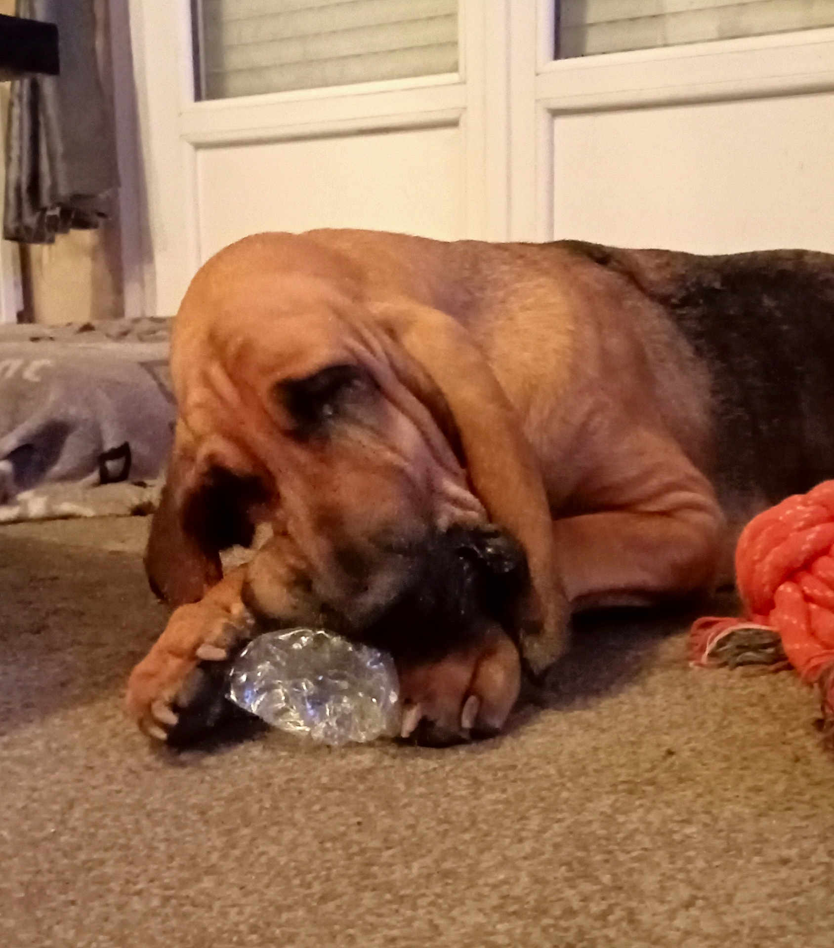 Tania a rejoint le concours — aidez-le/la à gagner de superbes lots ! dog, chewing, plastic, toy, rope_toy, carpet, indoor, brown_dog, wrinkles, ears, paws, floor, window, curtain, pet, animal, relaxed, lying_down, close_up, house