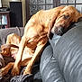 Tania participe au concours pour gagner de l'argent avec cette photo : dog, couch, indoor, relaxing, sleeping, brown_dog, leather_couch, blanket, furniture, door, glass_panels, living_room, pet, canine, resting, cozy, domestic, animal, lazy, napping
