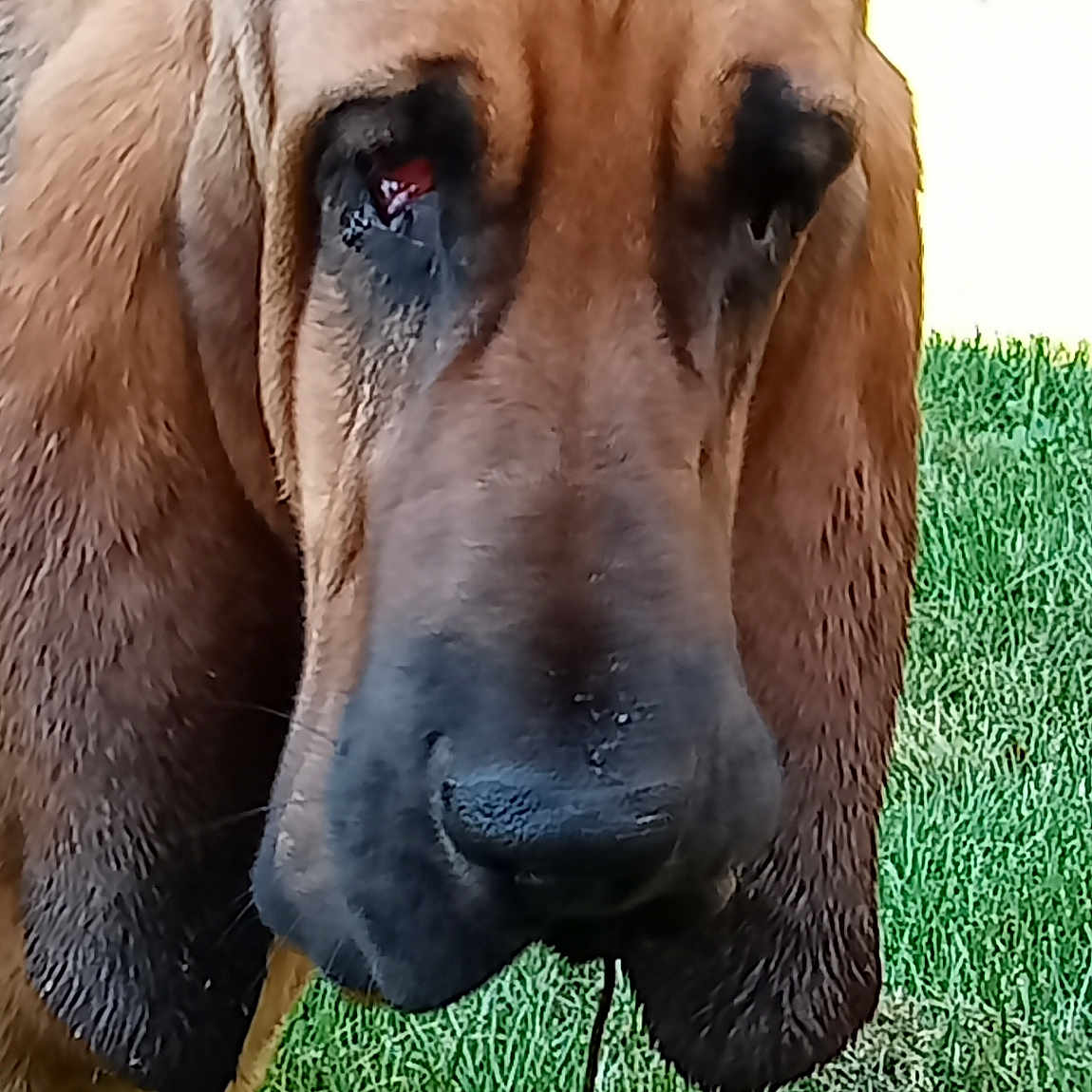 Tania a rejoint le concours — aidez-le/la à gagner de superbes lots ! animal, bloodhound, brown_fur, canine, close_up, daylight, dog, droopy_ears, ears, face, fur, grass, greenery, nature, outdoor, pet, portrait, sad_expression, snout, stick
