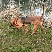 Tania participe au concours pour gagner de l'argent avec cette photo : dog, leash, grass, river, bridge, stone_bridge, reeds, water, outdoor, nature, animal, canine, sniffing, walking, daytime, overcast, greenery, trees, park, curious