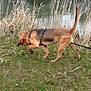 dog, leash, grass, river, bridge, stone_bridge, reeds, water, outdoor, nature, animal, canine, sniffing, walking, daytime, overcast, greenery, trees, park, curious