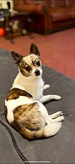 Brownie joined the competition — help win amazing prizes! canidae, carnivore, collar, companion_dog, corgi_chihuahua, dog, dog_breed, dog_collar, dog_supply, flooring, fur, hardwood, paw, tail, terrestrial_animal, terrier, toy_dog, whiskers, wood, working_animal