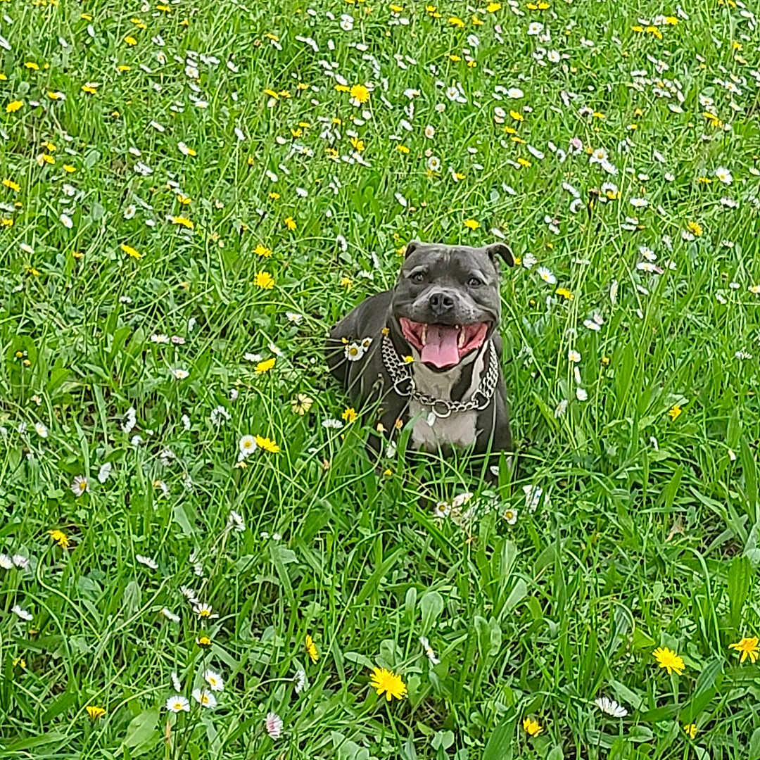 Rio a rejoint le concours — aidez-le/la à gagner de superbes lots ! animal, canine, collar, dog, field, flora, grass, greenery, happy, joyful, meadow, nature, outdoor, pet, playful, smiling, spring, sunlight, tongue_out, wildflowers