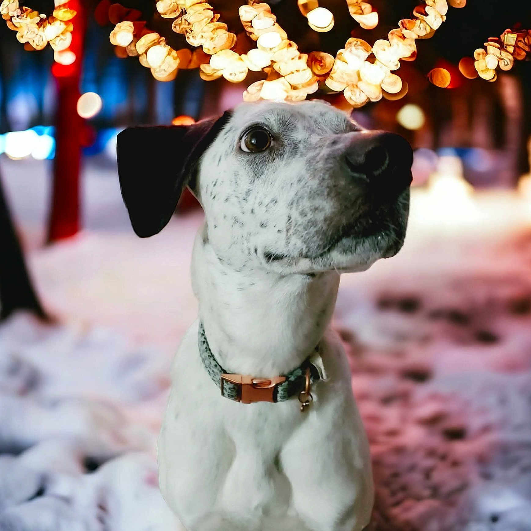 Bella joined the competition — help win amazing prizes! animal, background, bokeh, closeup, cold, collar, cute, dog, festive, fur, lights, muzzle, night, outdoor, pet, portrait, snow, spotted_dog, string_lights, winter
