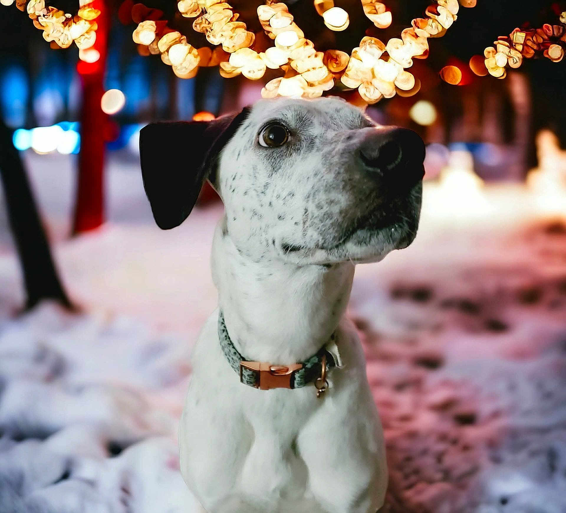 Bella joined the competition — help win amazing prizes! dog, spotted_dog, collar, snow, winter, lights, string_lights, outdoor, night, animal, pet, cute, closeup, portrait, bokeh, cold, fur, muzzle, background, festive