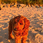 Hoosier is registered to the contest to win money with this photo: puppy, dog, sand, beach, sunlight, golden_hour, cute, outdoor, nature, animal, fur, portrait, young, pet, walking, closeup, summer, warm_light, background_blur, daytime