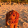 puppy, dog, sand, beach, sunlight, golden_hour, cute, outdoor, nature, animal, fur, portrait, young, pet, walking, closeup, summer, warm_light, background_blur, daytime