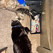 Batman joined the competition — help win amazing prizes! cat, tabby_cat, black_cat, tablet, carpet, collar, shoe, box, stretching, relaxed, indoor, technology, pets, fur, home, electronics, floor, device, resting, domestic