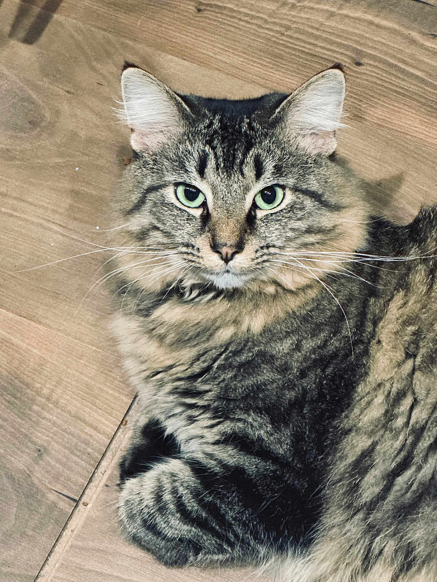 Mufasa joined the competition — help win amazing prizes! cat, tabby, fluffy, green_eyes, fur, pet, animal, indoor, wooden_floor, whiskers, ears, paw, relaxed, close_up, portrait, mammal, feline, cute, domestic_cat, laying_down