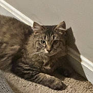 Mufasa joined the competition — help win amazing prizes! cat, tabby, feline, pet, animal, indoor, carpet, relaxed, shadow, wall, fluffy, mammal, laying_down, ears, whiskers, fur, domestic_animal, cute, resting, soft_light