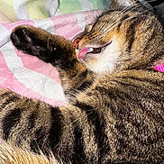 Monroe joined the competition — help win amazing prizes! cat, tabby, tongue, licking, sleeping, paw, whiskers, striped_blanket, close_up, fur, pet, domestic_cat, cute, relaxed, cozy, animal, mammal, sleep, face, collar