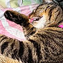 cat, tabby, tongue, licking, sleeping, paw, whiskers, striped_blanket, close_up, fur, pet, domestic_cat, cute, relaxed, cozy, animal, mammal, sleep, face, collar