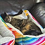 cat, tabby, sleeping, cat_bed, rainbow_stripes, cozy, feline, pet, indoor, couch, leather, resting, cute, domestic_animal, fur, comfort, relaxation, animal, bed, soft