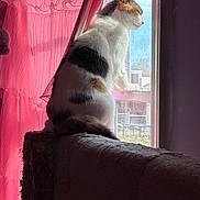 Holly joined the competition — help win amazing prizes! cat, calico, window, curtains, pink, sunlight, indoor, furniture, couch, pet, animal, looking_out, resting, quiet, cozy, domestic, side_view, fur, peaceful, household