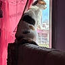 cat, calico, window, curtains, pink, sunlight, indoor, furniture, couch, pet, animal, looking_out, resting, quiet, cozy, domestic, side_view, fur, peaceful, household
