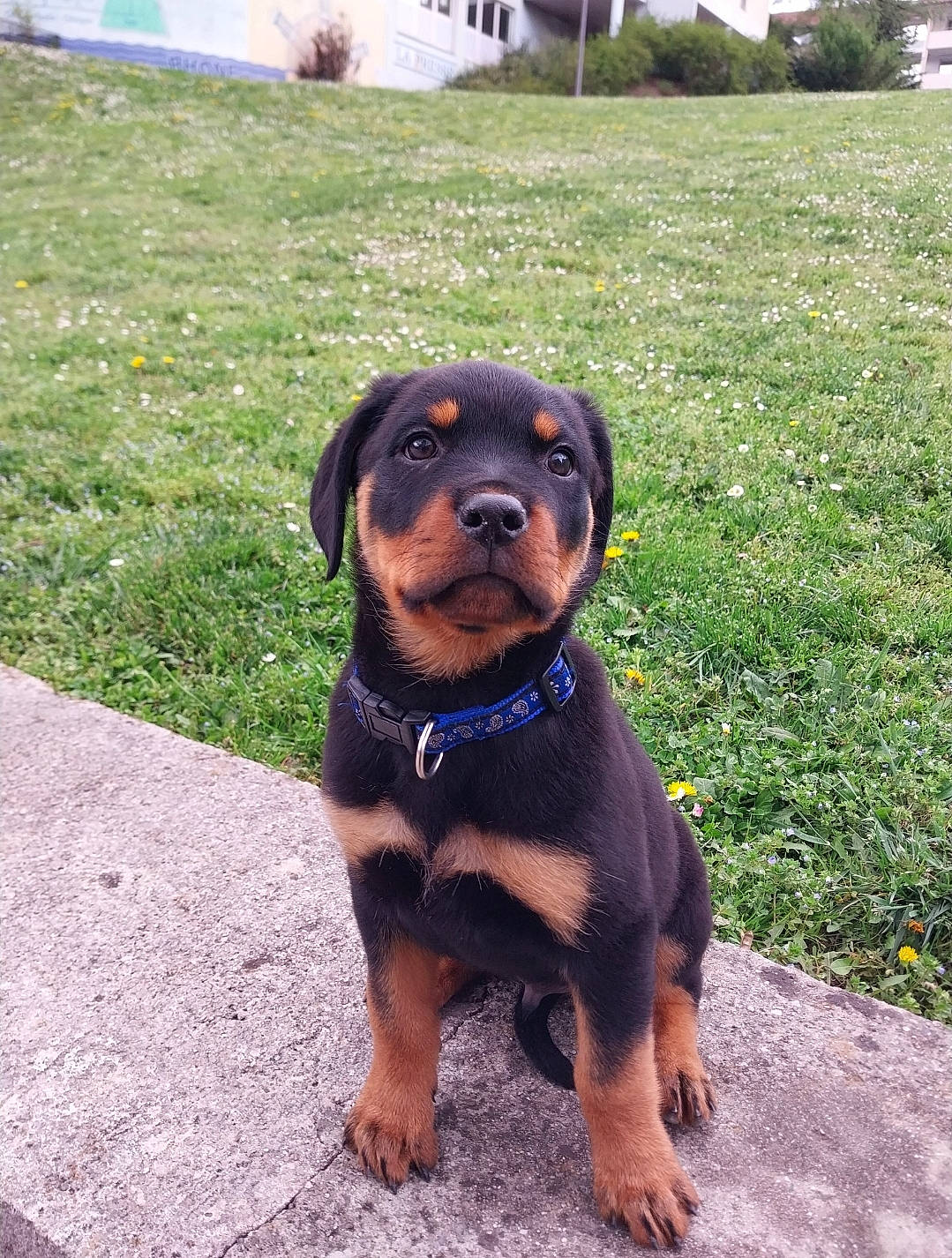 Eros a rejoint le concours — aidez-le/la à gagner de superbes lots ! carnivore, companion_dog, dog, dog_breed, fawn, grass, hound, hunting_dog, liver, plant, rottweiler, snout, terrestrial_animal, tree, working_animal, working_dog