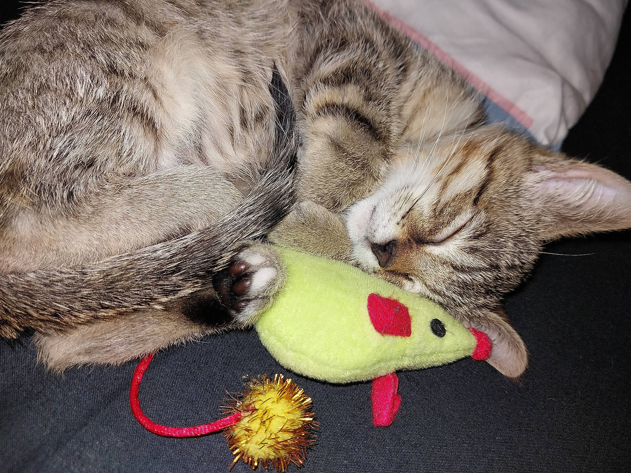 Ti Chat participe au concours pour gagner de l'argent avec cette photo : carmine, carnivore, cat, cat_toy, claw, comfort, domestic_short_haired_cat, felidae, foot, fur, lap, nail, nap, paw, small_to_medium_sized_cats, snout, stuffed_toy, tail, toy, whiskers