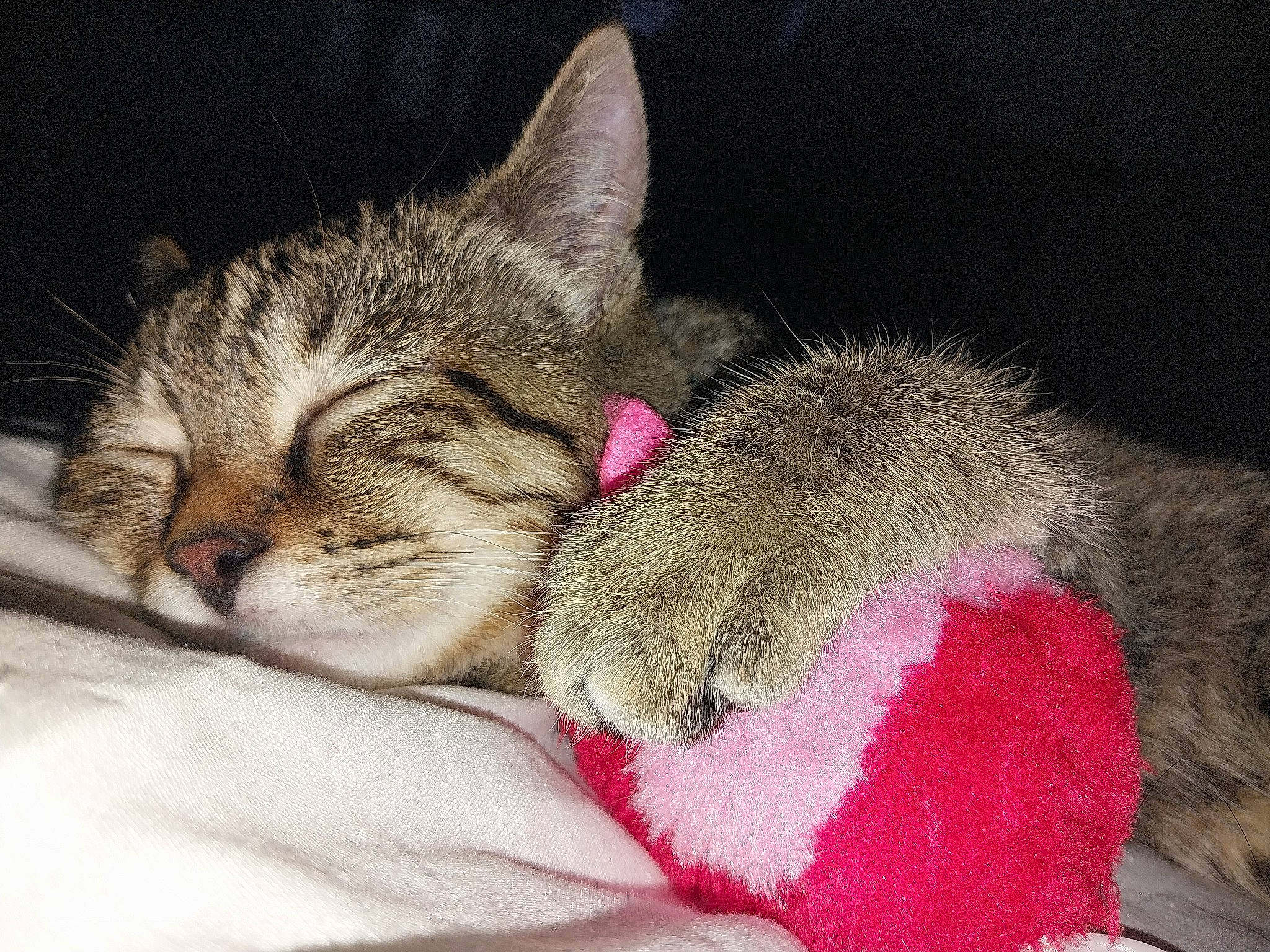 Ti Chat participe au concours pour gagner de l'argent avec cette photo : carmine, carnivore, cat, claw, comfort, domestic_short_haired_cat, felidae, foot, fur, human_leg, linens, love, nap, paw, sitting, sleep, small_to_medium_sized_cats, snout, tail, whiskers