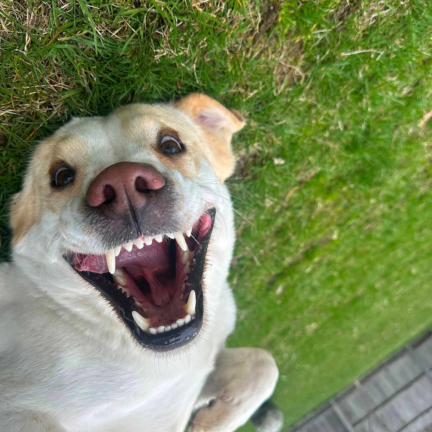 Luna joined the competition — help win amazing prizes! animal, ball, bodypart, canine, dog, face, grass, head, hound, labradorretriever, lawn, mouth, person, pet, plant, puppy, sport, teeth, tennis, tennisball