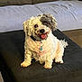 dog, pet, cute, fluffy, sitting, indoor, sofa, cushion, tongue_out, happy, two_tone_face, collar, fur, small_dog, domestic_animal, companion, canine, portrait, household, relaxed