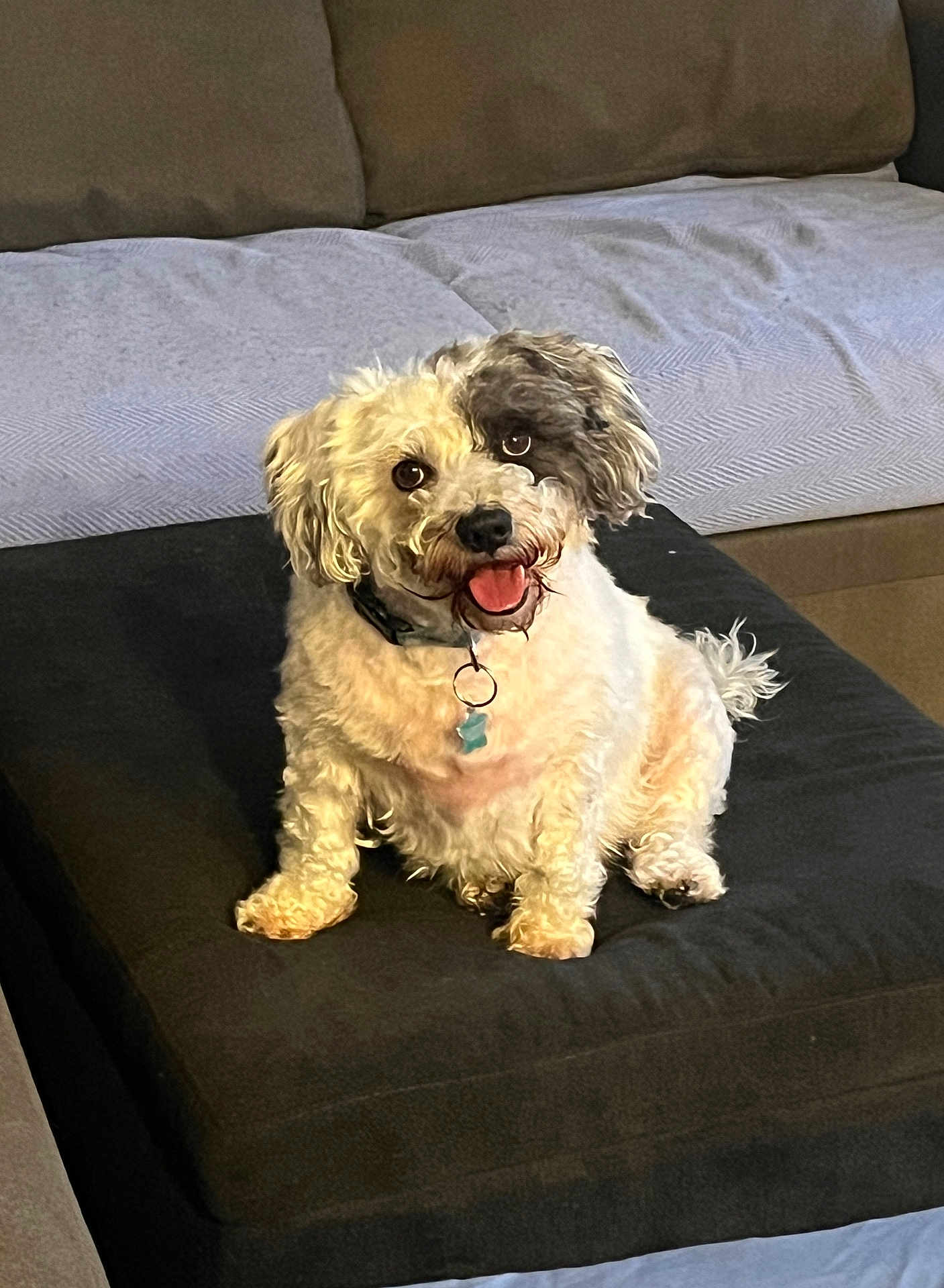 Kimchi is registered to the contest to win money with this photo: dog, pet, cute, fluffy, sitting, indoor, sofa, cushion, tongue_out, happy, two_tone_face, collar, fur, small_dog, domestic_animal, companion, canine, portrait, household, relaxed