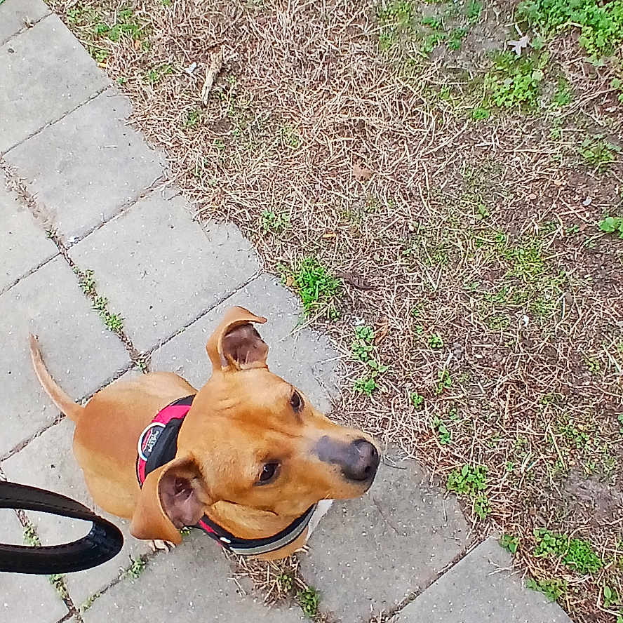 Oaklyn joined the competition — help win amazing prizes! accessories, adult, animal, canine, clothing, dog, flagstone, footwear, grass, male, man, path, person, pet, plant, shoe, sidewalk, slate, strap, walkway