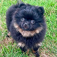 Cacahuète participe au concours pour gagner de l'argent avec cette photo : dog, puppy, pomeranian, fluffy, black, tan, grass, outdoor, pet, animal, cute, small_dog, fur, eyes, nose, ears, standing, nature, adorable, young
