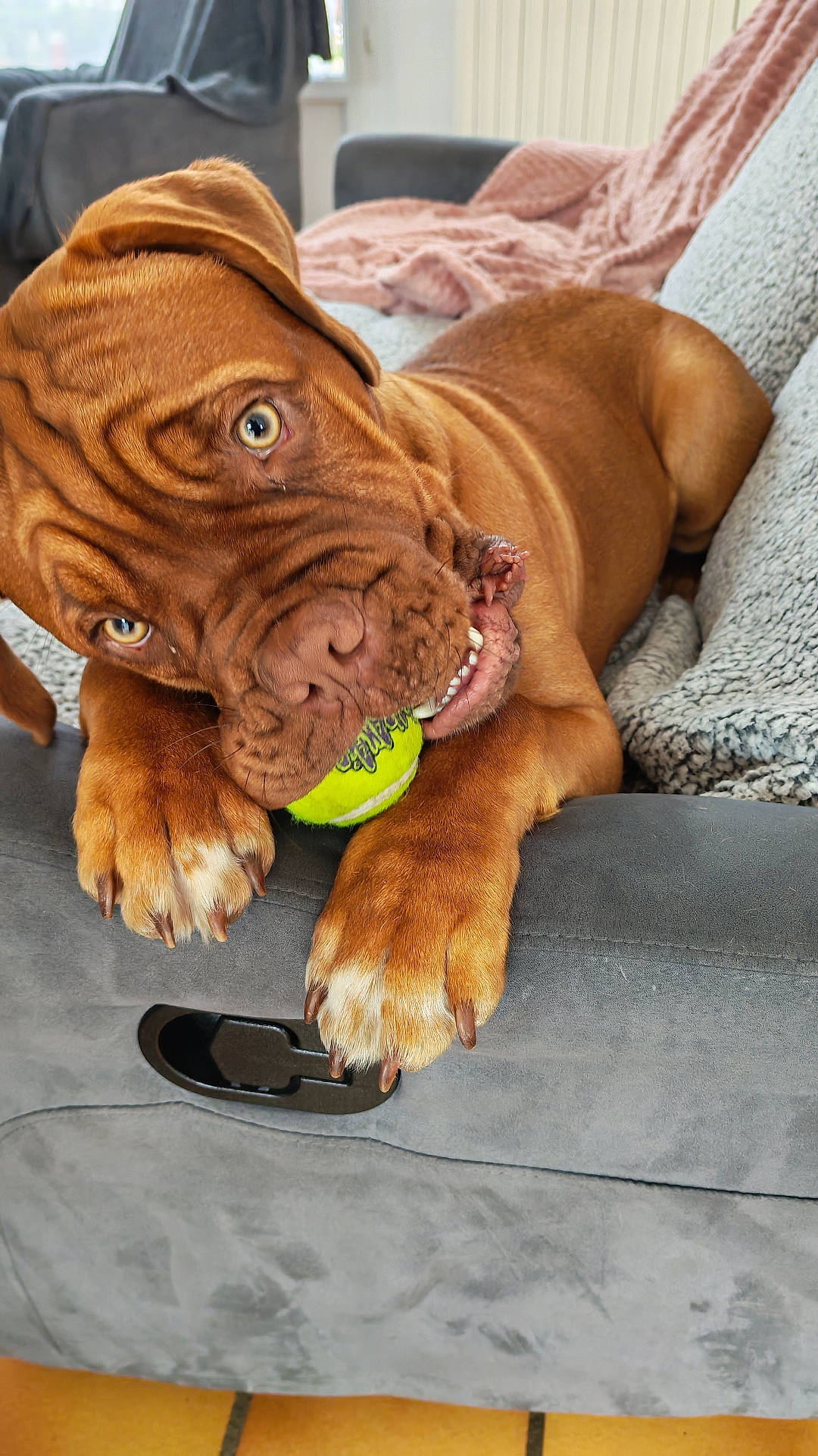 animal, blanket, brown_dog, canine, closeup, couch, cozy, cute, dog, fur, home, indoor, looking, paw, pet, playing, relaxed, snout, teeth, tennis_ball