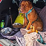 animal, blanket, canine, car, dog, dog_bowl, dog_food, dog_harness, leash, outdoor, pet, pet_travel, red_car, resting, seat_cover, sunlight, trunk, vehicle, water_bowl, wrinkled_dog