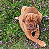 Berlioz a rejoint le concours — aidez-le/la à gagner de superbes lots ! adorable, animal, brown_dog, canine, close_up, collar, cute, dog, flowers, grass, greenery, lying_down, nature, outdoor, pet, playful, puppy, purple_flowers, spring, young_dog