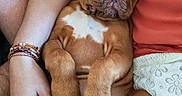 Berlioz participe au concours pour gagner de l'argent avec cette photo : arm, blanket, brown, casual_clothing, comfort, cozy, cute, dog, fur, hand, indoor, nap, paw, person, puppy, relaxation, resting, sleeping, texture, white_patch