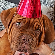 Berlioz a rejoint le concours — aidez-le/la à gagner de superbes lots ! brown_dog, celebration, couch, cozy, cute, dog, expression, face, furniture, hand, home, indoors, party_hat, person, pet, puppy, red, sitting, wrinkles, young_dog