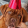 brown_dog, celebration, couch, cozy, cute, dog, expression, face, furniture, hand, home, indoors, party_hat, person, pet, puppy, red, sitting, wrinkles, young_dog
