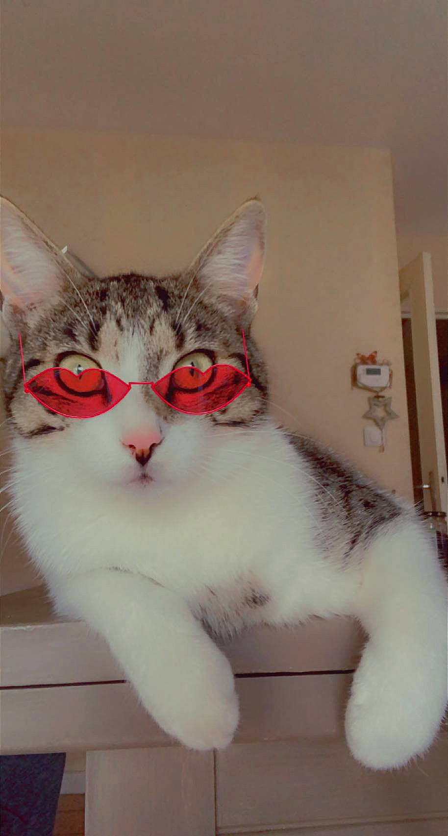 Tokyo a rejoint le concours — aidez-le/la à gagner de superbes lots ! art, carnivore, cat, collar, domestic_short_haired_cat, fawn, felidae, fur, glasses, moustache, pattern, paw, small_to_medium_sized_cats, snout, tail, whiskers, window