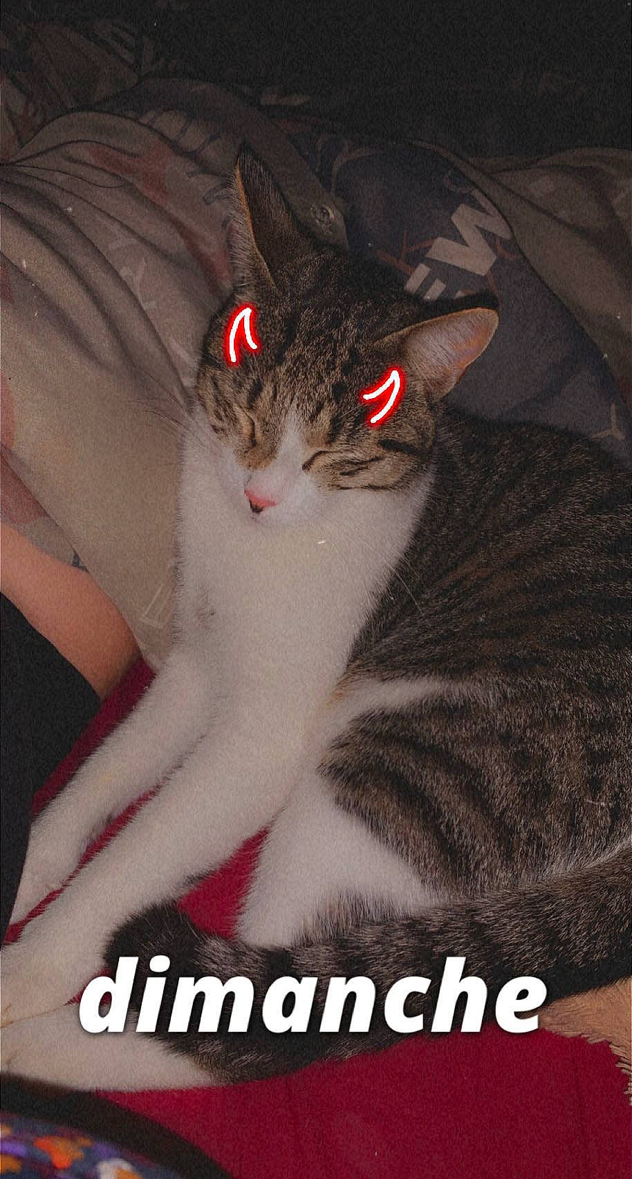 Tokyo participe au concours pour gagner de l'argent avec cette photo : carmine, carnivore, cat, comfort, darkness, event, felidae, flesh, font, fur, gesture, holiday, lap, paw, photo_caption, poster, publication, small_to_medium_sized_cats, tail, whiskers