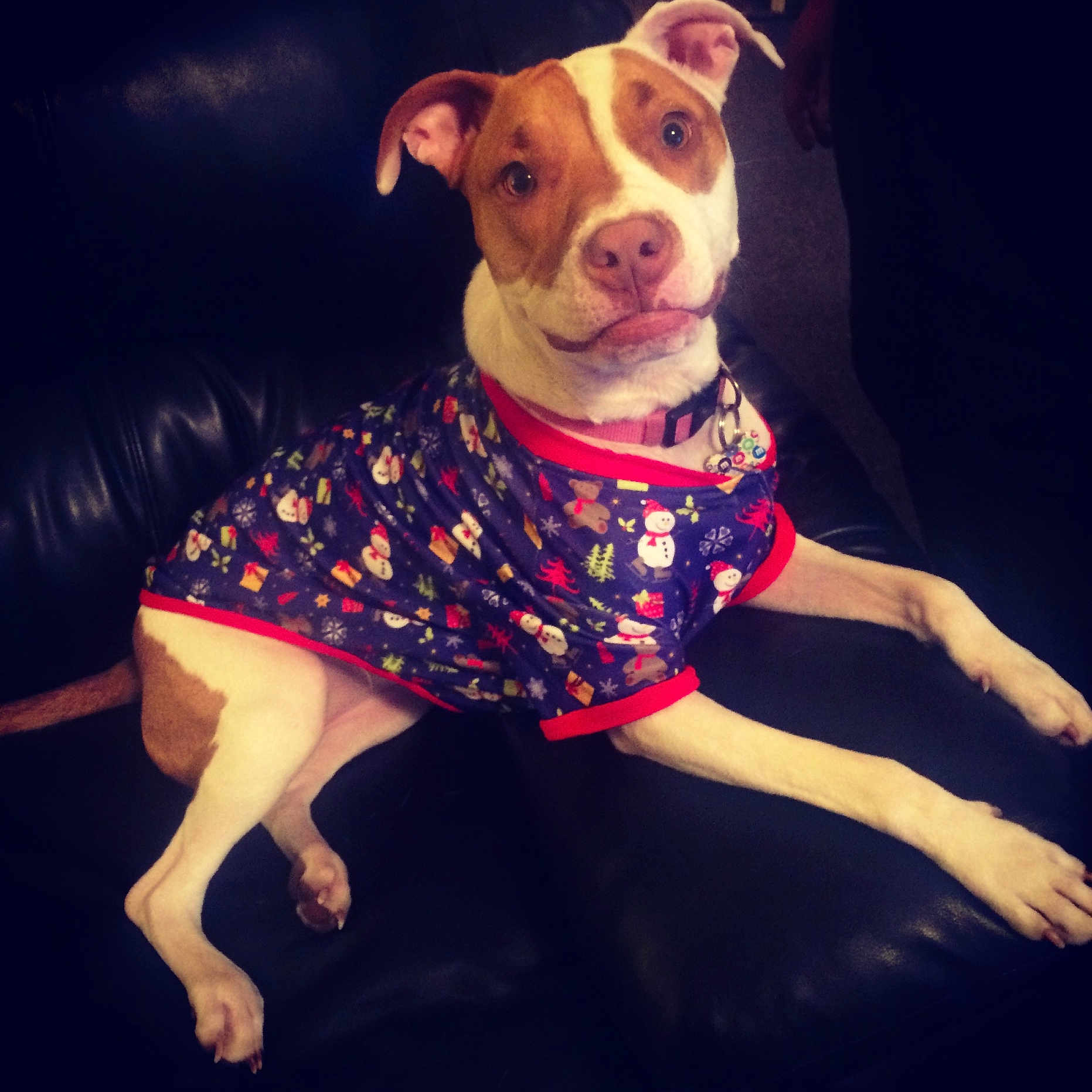 Peanut joined the competition — help win amazing prizes! animal, attentive, brown_and_white, canine, christmas_theme, collar, couch, cute, dog, festive, holiday_shirt, indoor, leather_furniture, paw, pet, pittbull, relaxed, sitting, snowman_pattern, tag