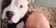 Miso Stich Richards joined the competition — help win amazing prizes! man, dog, glasses, bald, beard, brown_and_white_dog, indoor, couch, patterned_furniture, close_up, pet, companion, casual, portrait, face, curious, human, animal, friendship, leisure