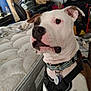 Miso Stich Richards joined the competition — help win amazing prizes! dog, pet, indoor, mattress, harness, collar, white, brown, black, floor, room, chair, box, blanket, furniture, looking, ears, closeup, domestic_animal, curious