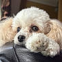 animal, background_blur, close_up, cozy, cute, dog, expression, fluffy, fur, indoor, leather, looking, nose, paw, pet, portrait, relaxed, resting, soft_light, white_dog