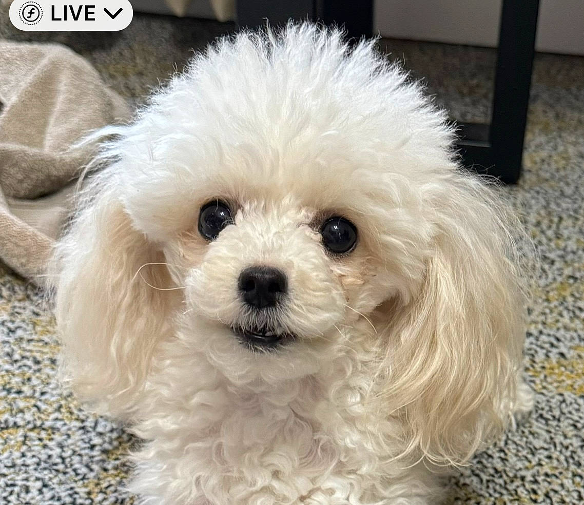 Sophie is registered to the contest to win money with this photo: canidae, carnivore, companion_dog, dog, dog_breed, font, fur, maltepoo, non_sporting_group, poodle, puppy, shih_poo, snout, sporting_group, toy_dog, water_dog, working_animal