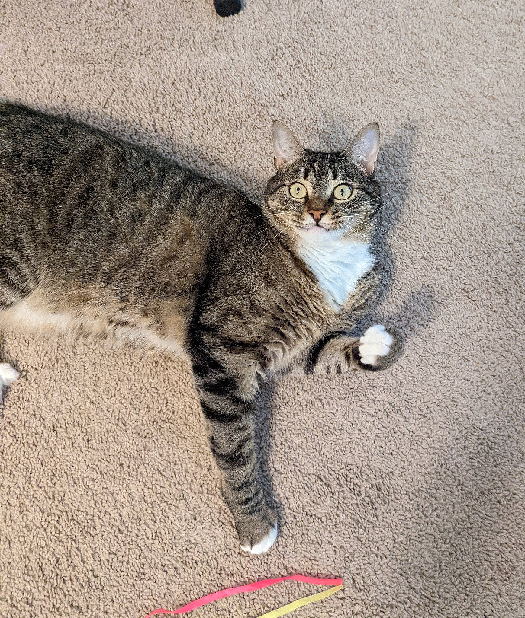 Beefcake joined the competition — help win amazing prizes! carnivore, cat, claw, domestic_short_haired_cat, door, felidae, foot, fur, grey, head, paw, road_surface, sitting, small_to_medium_sized_cats, snout, tail, terrestrial_animal, whiskers, wildlife