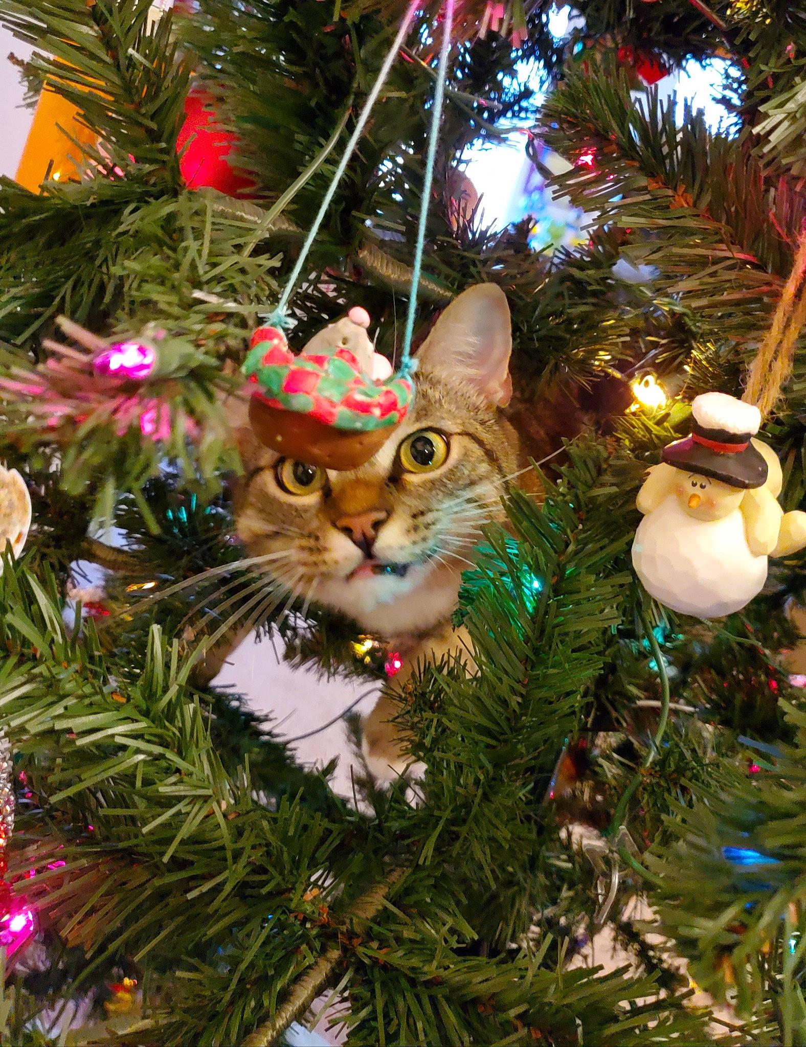 Beefcake joined the competition — help win amazing prizes! branch, carnivore, cat, christmas_decoration, christmas_ornament, christmas_tree, evergreen, fawn, felidae, grass, green, holiday_ornament, light, organism, ornament, plant, shortstraw_pine, small_to_medium_sized_cats, toy, whiskers
