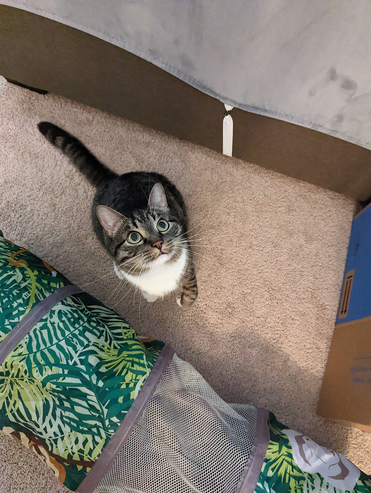 Chops joined the competition — help win amazing prizes! bag, carnivore, cat, cat_supply, comfort, couch, domestic_short_haired_cat, felidae, flooring, fur, grey, linens, living_room, pattern, room, small_to_medium_sized_cats, tail, wall, whiskers, wood