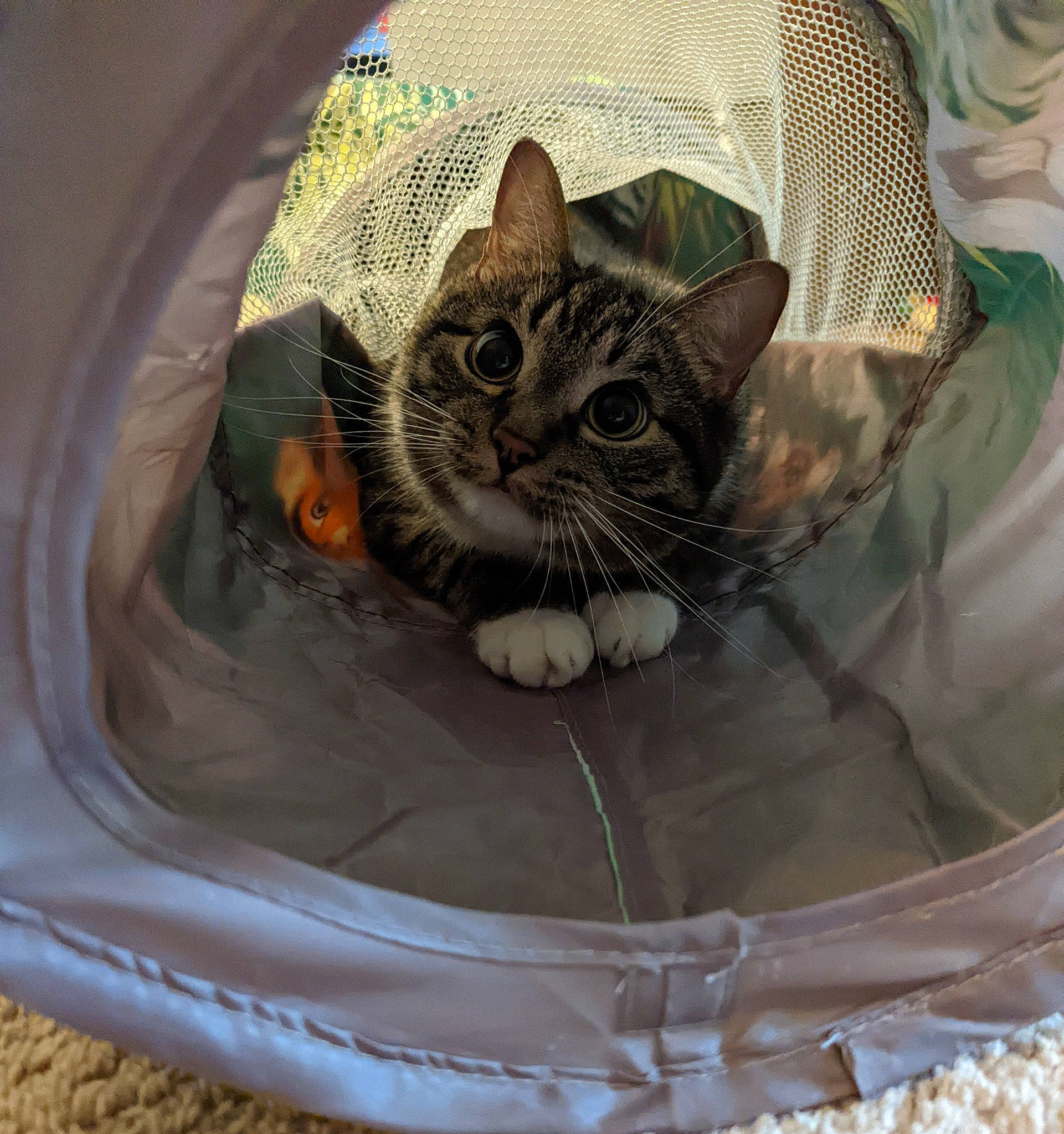 Chops is registered to the contest to win money with this photo: bag, basket, bean_bag, box, carnivore, cat, cat_bed, cat_supply, circle, comfort, eye, felidae, fur, linens, luggage_and_bags, paper_bag, small_to_medium_sized_cats, snout, washing_machine, whiskers