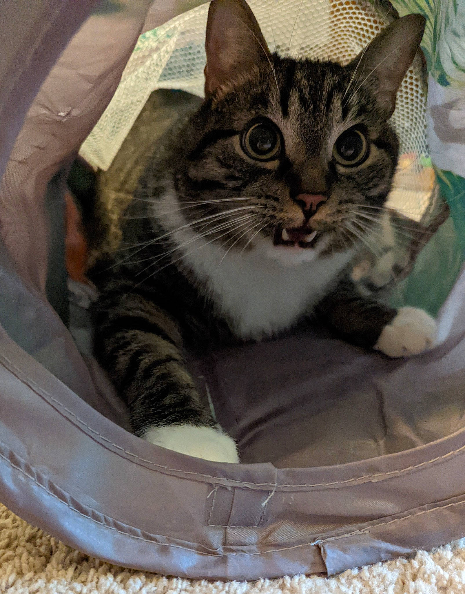 Chops is registered to the contest to win money with this photo: animal_shelter, bag, basket, box, carnivore, cat, cat_bed, cat_supply, comfort, domestic_short_haired_cat, felidae, fur, grey, paw, pet_supply, photo_caption, sitting, small_to_medium_sized_cats, snout, whiskers