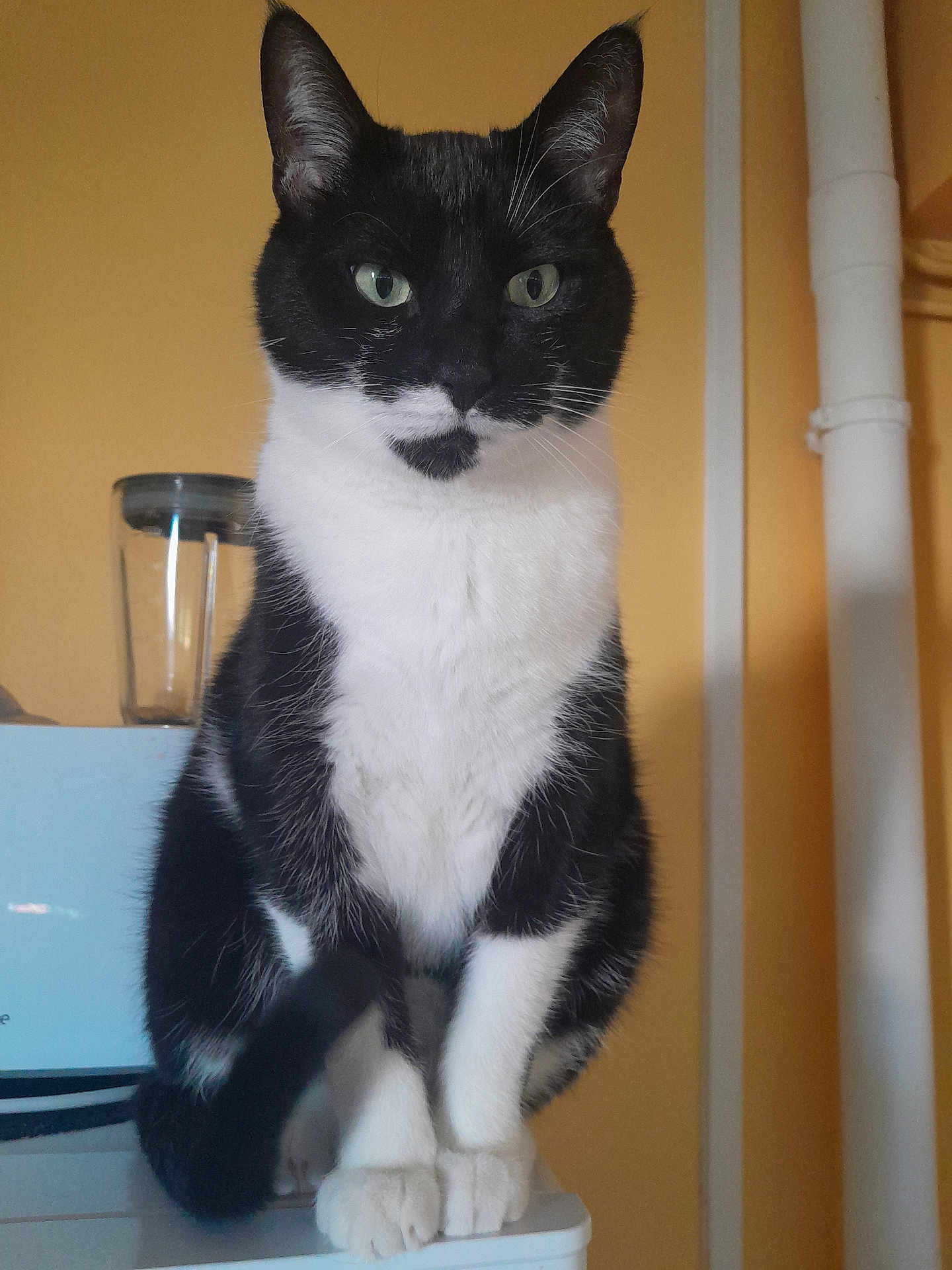 Mickey participe au concours pour gagner de l'argent avec cette photo : cat, black_and_white, pet, indoor, animal, feline, sitting, green_eyes, fur, whiskers, tail, paws, household, appliance, kitchen, wall, domestic, cute, portrait, looking
