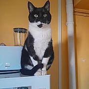 Mickey participe au concours pour gagner de l'argent avec cette photo : cat, black_and_white, appliance, blender, indoor, wall, yellow_wall, pipe, fur, pet, animal, sitting, cute, domestic_cat, whiskers, tail, ears, eyes, feline, kitchen