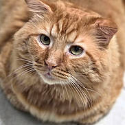 Charlie joined the competition — help win amazing prizes! cat, close_up, cute, ear, feline, fluffy, ginger_cat, green_eyes, indoor, looking_up, muzzle, nose, orange_fur, pet, plush, portrait, sitting, soft_focus, tabby, whiskers